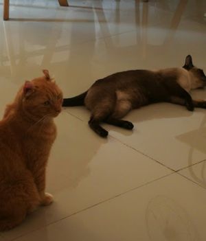  at Le Cattitude Cafe in Vientiane