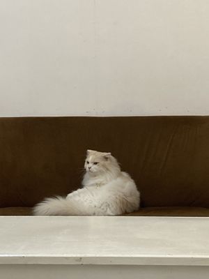   at Le Cattitude Cafe in Vientiane