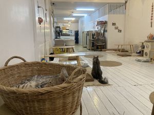   at Le Cattitude Cafe in Vientiane