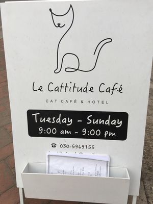 Cat cafe  at Le Cattitude Cafe in Vientiane