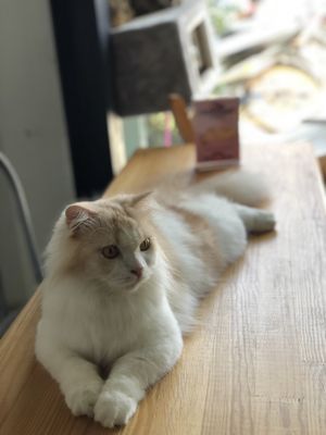 Cat at Le Cattitude Cafe in Vientiane