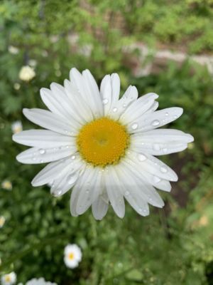 Gardens at Whitlenge Tea Room and Gardens in Hartlebury
