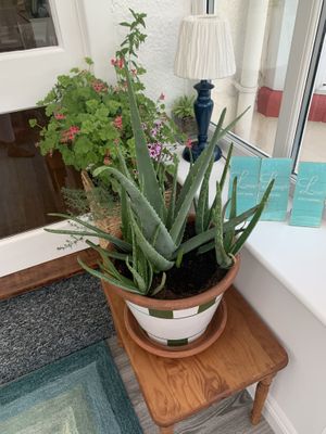 Conservatory  at Peasholm Park Vegan B&B in Scarborough