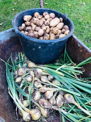 All vegetables from Pihlkjær`s garden at Pihlkjær in Aarhus