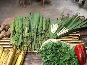 Kala (Carludovica palmata), wild tropical plant. The new shoots are harvest for eat as heart palm at Xkape Kob'an in Coban