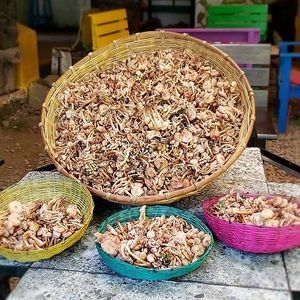 Silip (Armillaria spp.), the wild cloud forest mushrooms in Christmas season at Xkape Kob'an in Coban