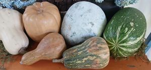 Welcome to our traditional flavors. Pumpkin's diversity from Mayan Q'eqchi' Agroecologycal system at Xkape Kob'an in Coban