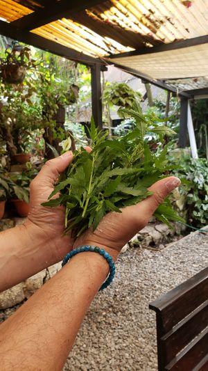  at Xkape Kob'an in Coban