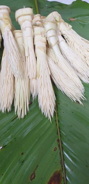  at Xkape Kob'an in Coban