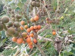  at Xkape Kob'an in Coban