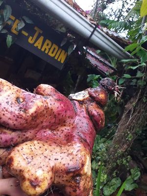 Piyak, ñame. at Xkape Kob'an in Coban