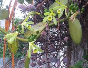 Uutz'u'uj Che'sib'ik / Flor de Vainilla / Vanilla flowers at Xkape Kob'an in Coban