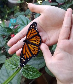  at Xkape Kob'an in Coban