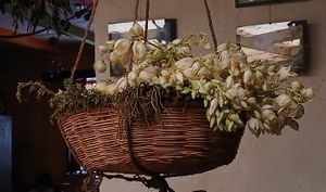  at Xkape Kob'an in Coban