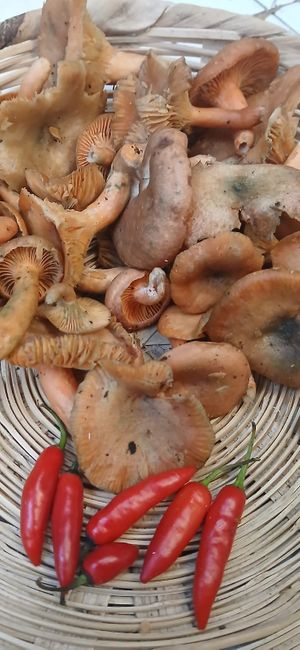 Hongos de pino
Okox chaj at Xkape Kob'an in Coban