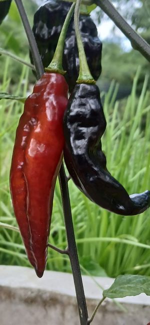  at Xkape Kob'an in Coban