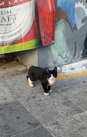 kitten that hung out near our table   at Isla Cueva in Lajas