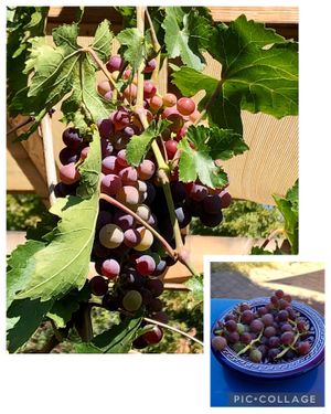 Vine to table!  at Terra Veg in Klamath Falls