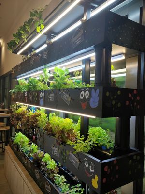 Vegetables are from these hydroponics at Green Ba - Somerset in Central Singapore