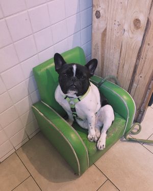 a! pug! in! an! armchair! at Eqvilibrivm Cafe in Barcelona