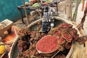 Achiote at IX CAT IK in Valladolid