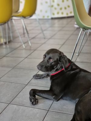 Sehr ruhiger und lieber Türsteher at Avocadobar in Wurzburg
