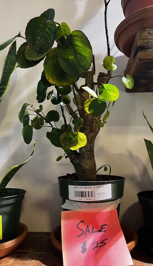   at Planted in Brooklyn