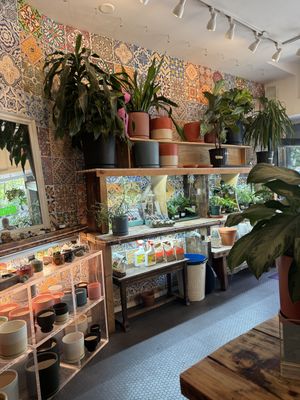 Plants for sale   at Planted in Brooklyn