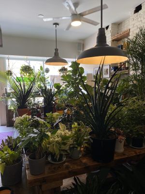 Plants in their restaurant now as of COVID at Planted in Brooklyn