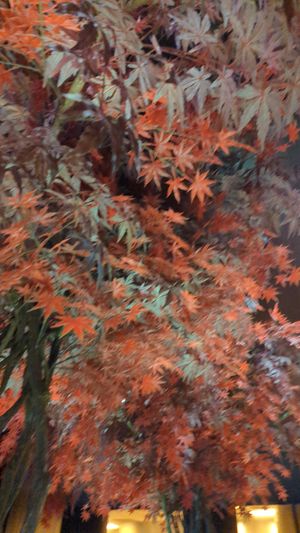 Tree in the middle of the room at PLANTA Queen in Toronto