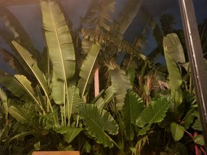  at Amami Garden in Ungasan