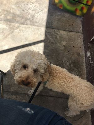 Pet friendly :) at esTACOmo quiere in Puebla