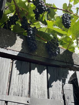   at The Courtyard in Looe