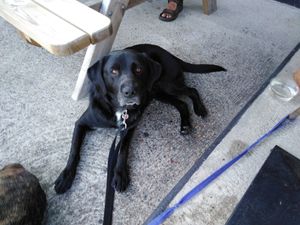 Chien heureux at Psychédélice in Saint-julien-en-born