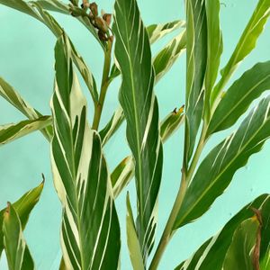 Green space at ReThink in Utila