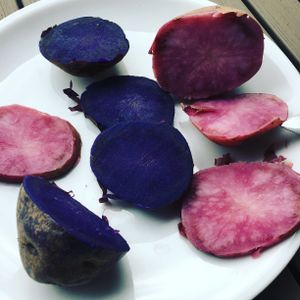 Red & Blue Baron Potato at Frank's Live in Willich