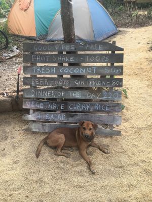 Dinner of the day changes daily - book in advance and they can make it vegan!  at Ecocio Eco Hostel in Coron