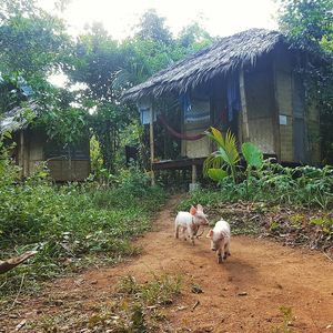 The accommodation  at Ecocio Eco Hostel in Coron
