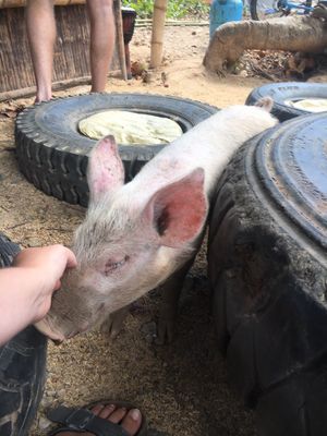 One of the pigs they have roaming around 😍 at Ecocio Eco Hostel in Coron