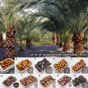 Dates at Faruk Date Farm in Bangkok