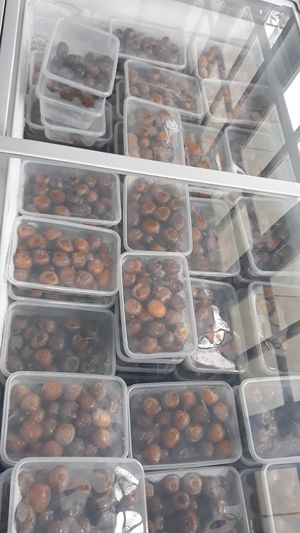 Frozen at Faruk Date Farm in Bangkok