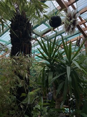   at Jungle Cafe in Galway