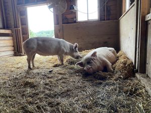 Two of the rescued pig residents. at The Gray Barn in High Falls