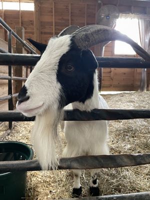 Benny  at The Gray Barn in High Falls