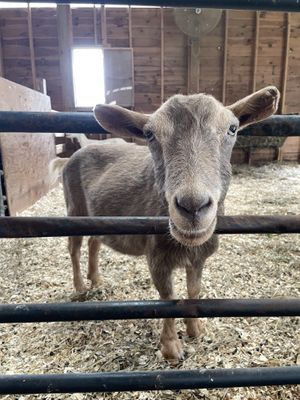 Fern  at The Gray Barn in High Falls