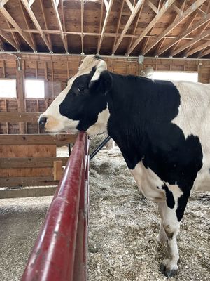 Colin  at The Gray Barn in High Falls