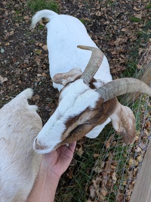 Incredible place with wonderful animals we were able to meet, Rena made incredible breakfasts and the Accommodations were very nice. at The Gray Barn in High Falls