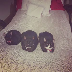 My 3, Ami-loving cats! at Eco Dogs And Cats in Huntington Beach