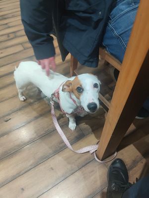 Dizzy - doggies welcome 🐕👍 at Sea Change  in South Shields