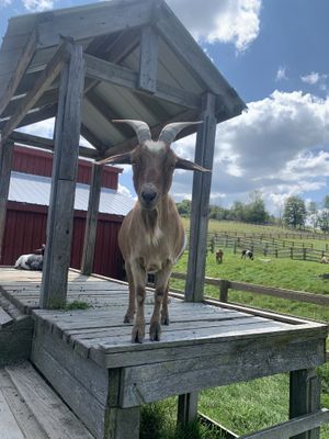 Goat at Farm Sanctuary in Watkins Glen